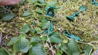 Nicoletta Embassi: Deine Riesin zerquetscht geschrumpfte Soldaten im Garten mit diesen riesigen...