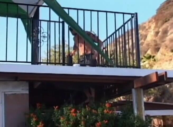 Radical: La fantastica tipa si gode una gangbang anale e figa...