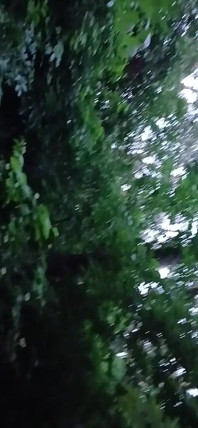 Beni parkta bir ağaca sabitladı ve açgözlü bir şekilde amımı yedi