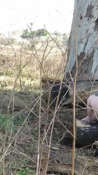 Patricia di kawasan luar bandar, kencing dan melancap di luar rumah