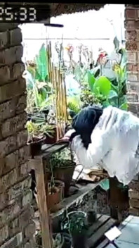 Bos cuckold mahu saya mengongkek isteri jalangnya – dia melancap