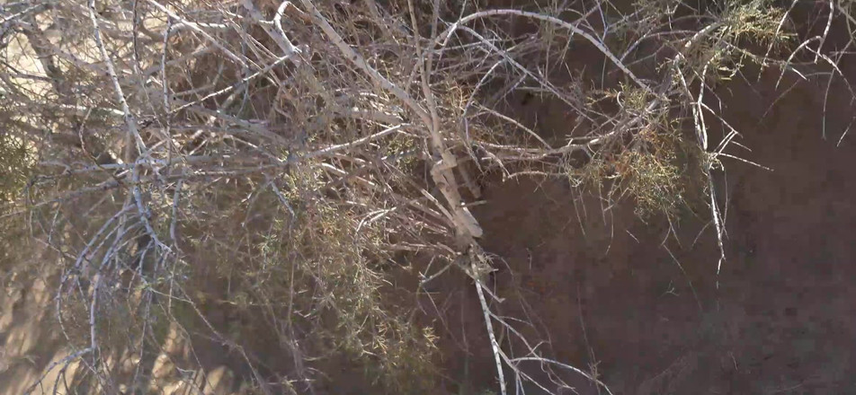 Orinadas_jmv54: Maspalomas sanddyner