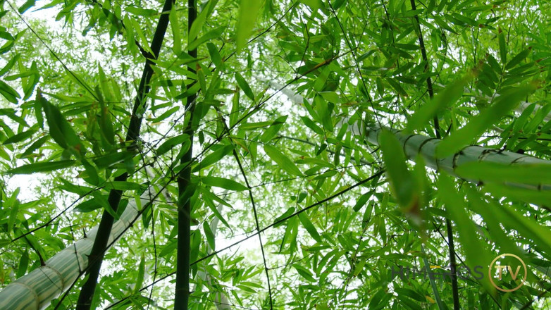 Himeros.tv: Bắn tinh linh thiêng