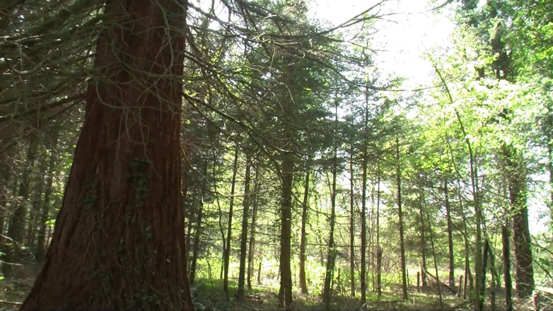 Erotic Club: Povești sexuale sălbatice din pădure!