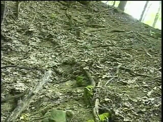 Boy Zone: Amateur boy masturbating in the forest