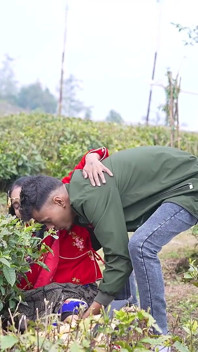 Stranger Help Tea Garden Girl.