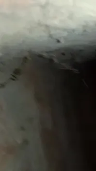 My Real Viral Video