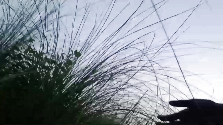 Ansu 143x: Sabah ormanda mangal yapmak için dışarı çıktım // tam videoyu izleyin, eğleneceksiniz