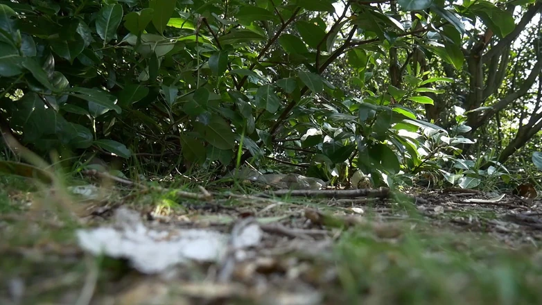 CumslutJayne: BJ in Park with Cum Walk