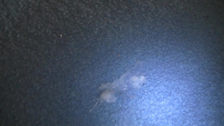 Mark Hannes: Une bosse à poil se masturbe sur un tapis bleu