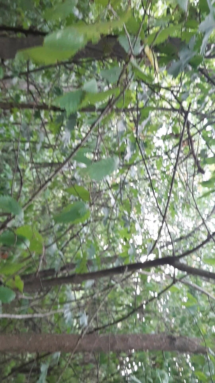 Lesbian-illusion: Ne futem în pădure ca nimeni să nu știe că suntem lesbiene