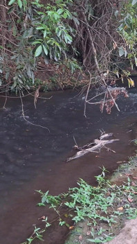 Ein Treffen zwischen fremden am Creek endet mit unerwartetem sex
