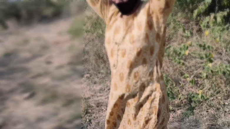 Fuckkkker: Gf cantik dikongkek teman lelaki dalam hutan India luar