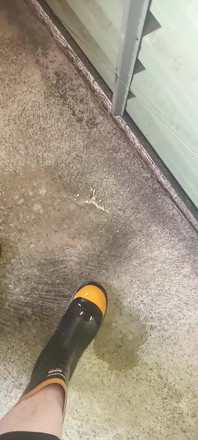 Pissing on Steel Toe Black Rubber Wellies