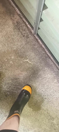 Pissing on Steel Toe Black Rubber Wellies