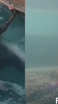 Jessica Bunny Underwater Romance Oral Vibrator Pussy