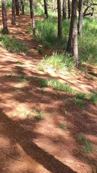 Лія Понсе просто розійшовся зі своїм коханцем і не проґавить час, щоб заробити готівку і смоктати член