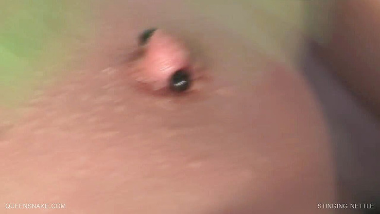 Queen Snake: Piekący kanał pokrzywy przyklejony do mojej przebitej cipki