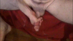 Anisex: Asijský chlap si intenzivně honí na gauči