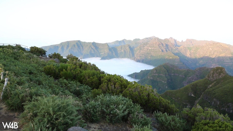 Watch4beauty: El Fanı