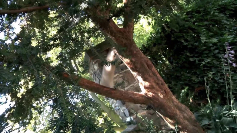 MMV Films and Clips XXX: Amatör fruar casting, knullar med en annan kuk