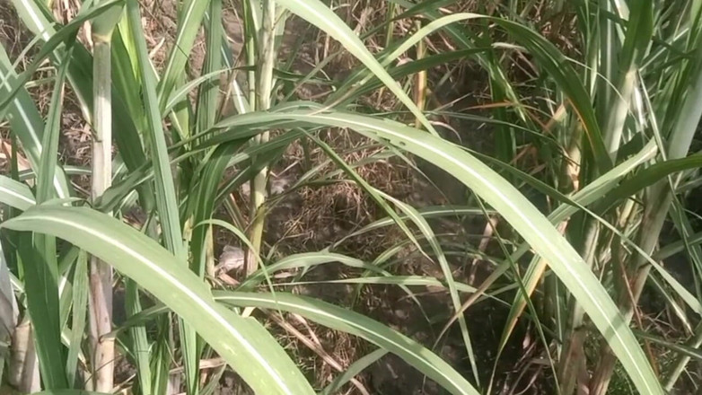 Priyanka314: Manželka desi kamaráda drží a mačká prsa v Guava Plantáži