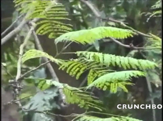 Shemale videos: Latino straight sucks a sexy shemale outdoor