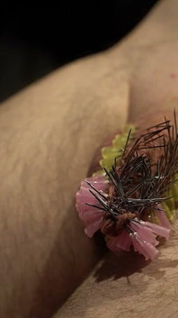 107 Needles CBT