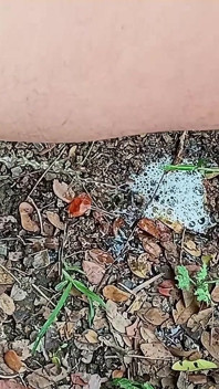 संकलन मीडास मूत्र मास्टर डेविड द्वारा