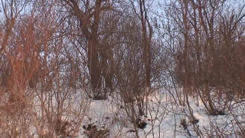 X DVD Collectors Club: Трахни мене зараз