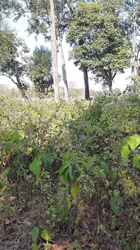 Indian Girl Fucked at Deep Forest - Indian Desi Porn at Outdoor