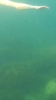 Did You Already See Y Swimming Video?