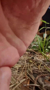 Piscio seduto nudo nella foresta e poi cammino