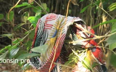 Very Black Man From Uganda Fuck Teen Big Boobs Girl Friend in Their Farmland