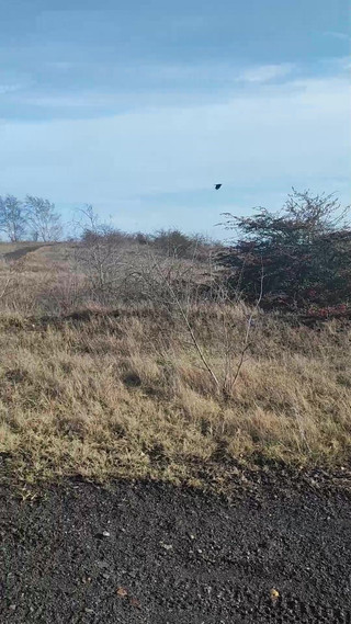 carolobear: Spoiltip Jerking