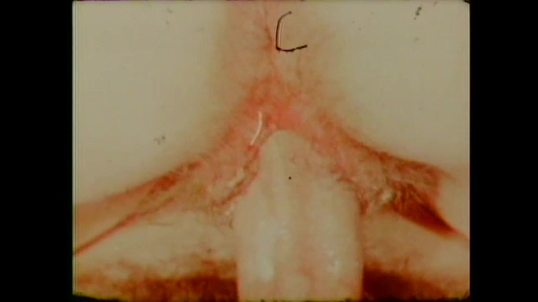 Vintage Usa: 쇼핑의 감귤류 과일