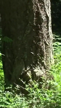 Fucking my younger stepbro in the woods