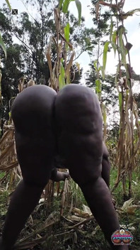 Sacudiendo afuera en la plantación de maíz del pueblo