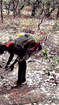 Pasangan desa suka banget nyepong kontol, nyepong kontol dan ngentot memek becek tante seksi kulit hitam setelah dientot habis-habisan di peternakan
