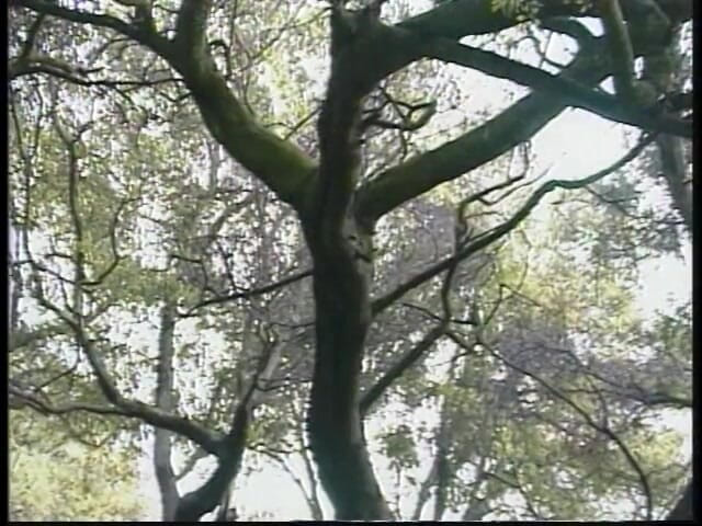 Outdoor Fucktivities: रंडी की आउटडोर अजनबी द्वारा डॉगी स्टाइल में गांड चुदाई