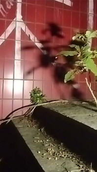 ファストフードの警備員が、豊かなお客さんにフェラチオをしてくる。