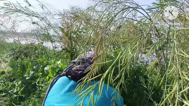 Savita5343: Fodi minha meia-irmã em estilo cachorrinho em um campo de...