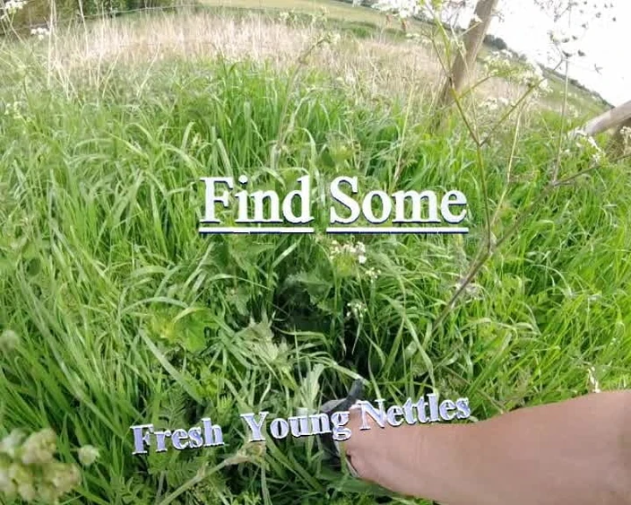 Andy: Nettle