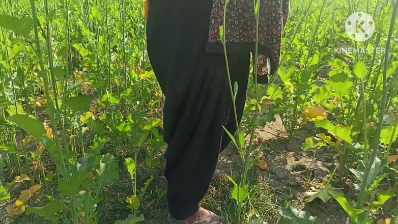 Savita5343: 村德西哥在芥末田地里被后入。户外性爱德西哥与小白