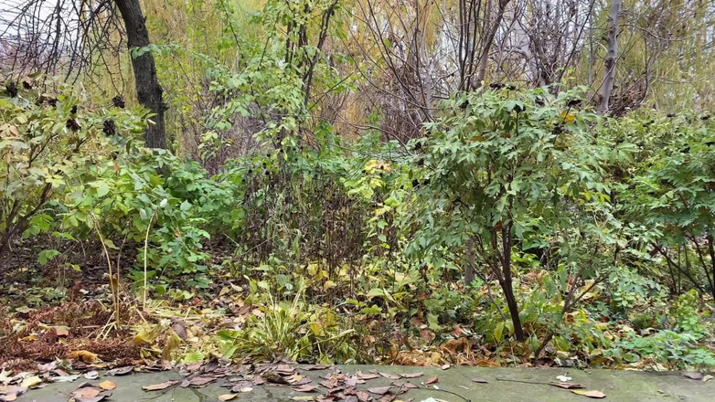 OurFetishLife: As regras da minha madrasta - não existem regras!