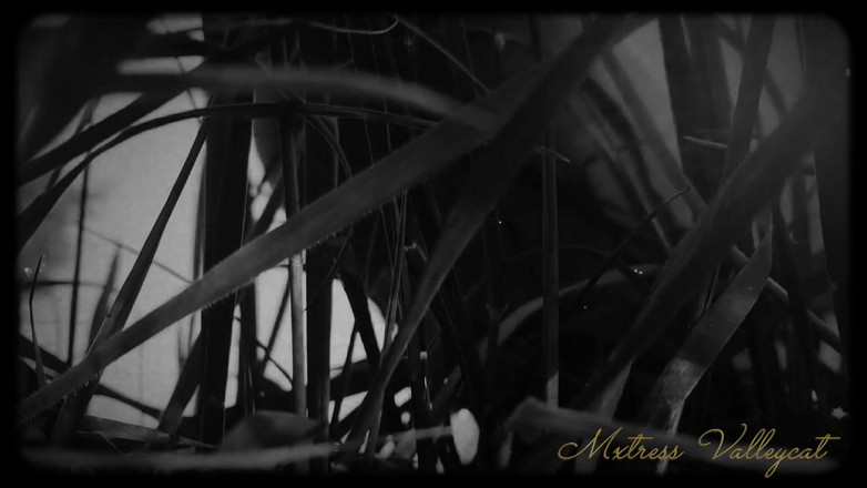 Mxtress Valleycat: Sedm dní být mým otrokem