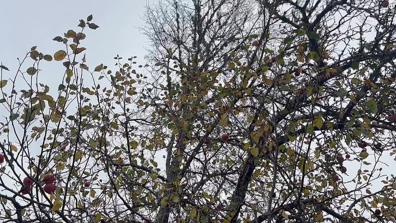 sweethanajapanese: 냉공기에서 섹시하게 보지 하나 오줌 싸기 비디오 화재 탱크에서 오줌 싸기