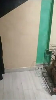 Sahibinin ayaklarına tapıyor 02