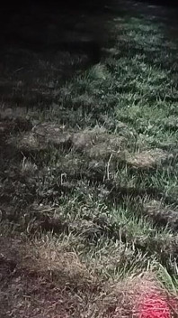 I Strip and Jerk off Outside at Night