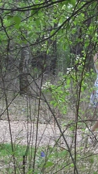 Flashing My Pussy in the Woods
